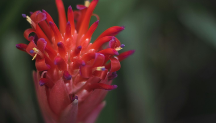 辅助开挂神器“小猪对对碰怎么开挂”其实确实有挂