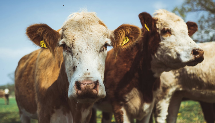 限时分享“壹起牛牛有没有挂”其实确实有挂