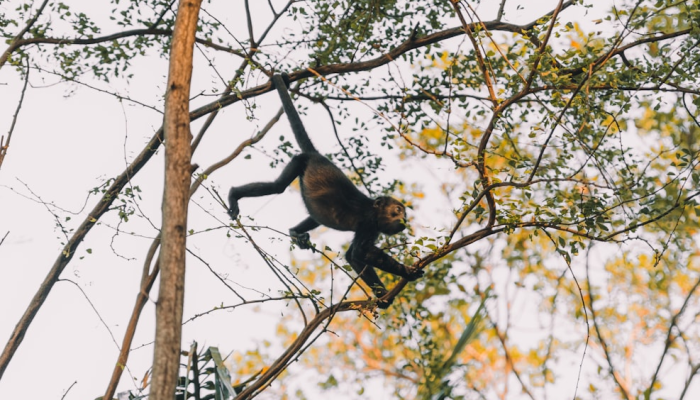限时分享“牛小天飘三叶有挂吗”其实确实有挂