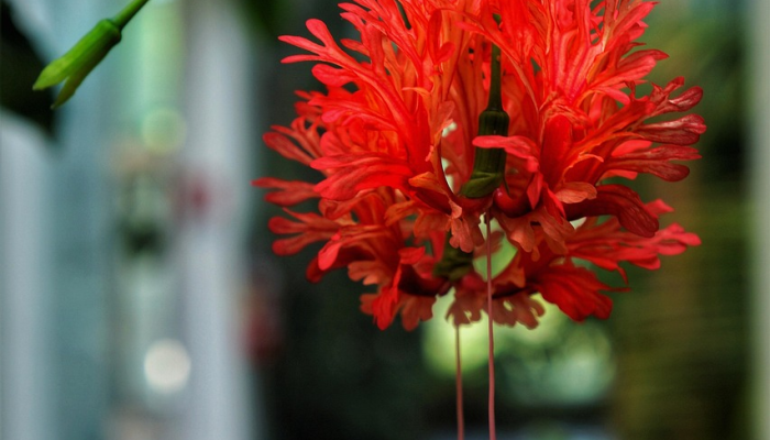 开挂辅助工具“微乐天津麻将到底有没有挂”开挂(透视)辅助教程