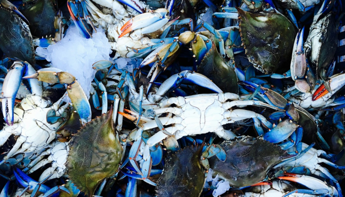 开挂辅助工具“相约互娱辅助器最新版本更新内容是什么”其实确实有挂