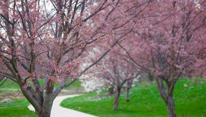 独家辅助解答“樱花众娱能安装挂吗+透视挂(开挂)2026必备