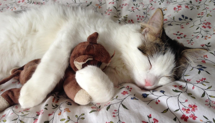 限时分享“大连打滚子要怎么开挂”开挂详细教程