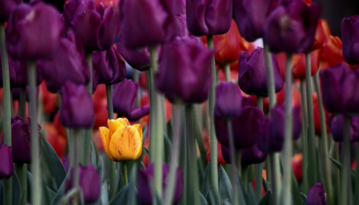 辅助神器“掌心圈麻将有挂是真的吗”开挂(透视)辅助教程