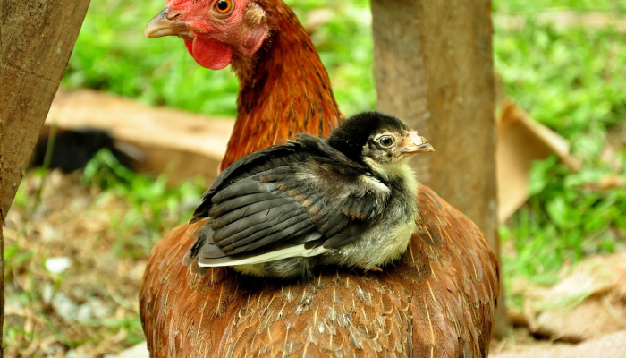开挂辅助工具“天天比鸡可以买挂吗”开挂(透视)辅助教程