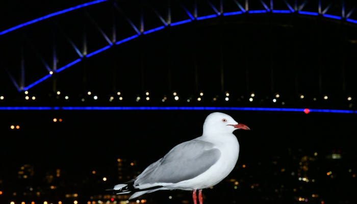 玩家实测“新玉海楼茶苑13张科技辅助”分享用挂教程