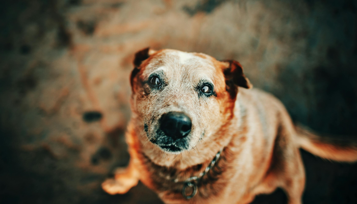 实测教程”新猴王大厅开挂”分享必要外挂教程