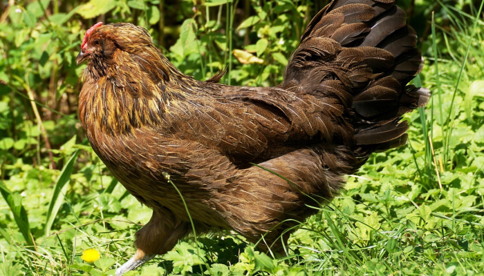 实测教程”【wepoker】作弊透视”分享必要外挂教程