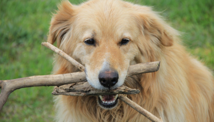 独家辅助解答“哈狗游戏十三道辅助”太坑了真的有挂