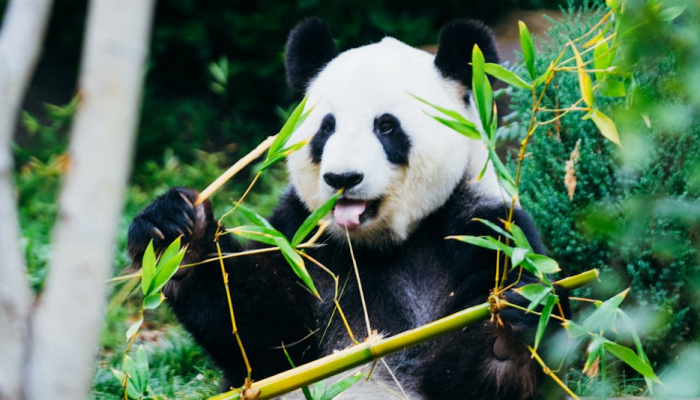 辅助神器“哈哈江苏麻将开挂教程方法”(透视)其实确实有挂