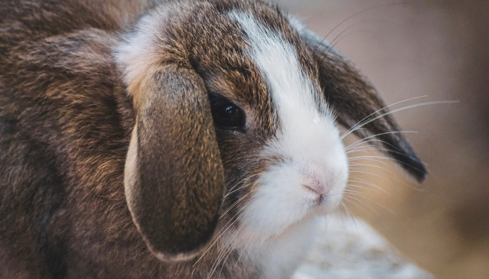 辅助神器“中至吉安王炸作弊视频”(透视)其实确实有挂