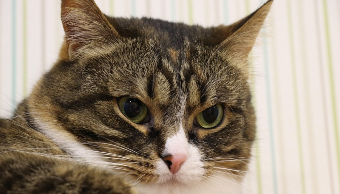 辅助开挂神器“天酷斗牛软件开挂怎么开”开挂详细教程