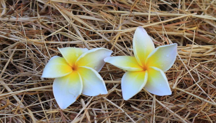 辅助开挂神器“经典推倒胡可以开挂吗”开挂详细教程