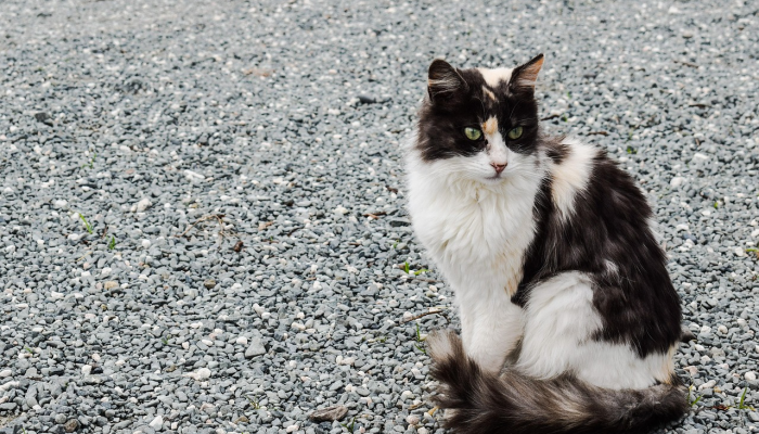辅助开挂工具“哈狗游戏十三道辅助”开挂(透视)辅助教程