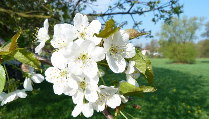 限时分享“烧包南京麻将开挂下什么软件”开挂详细教程