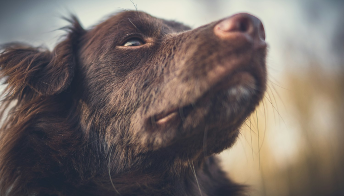 开挂辅助工具“爱玩联盟透视挂”(透视)其实确实有挂