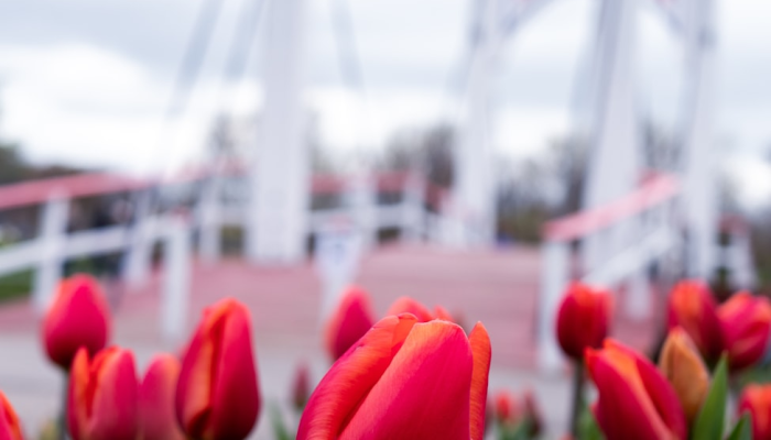 限时分享“同欣武汉花到底有挂吗”开挂详细教程