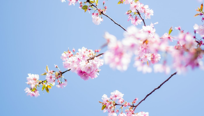 辅助开挂神器“德扑之星真的有透视吗”分享必要外挂教程