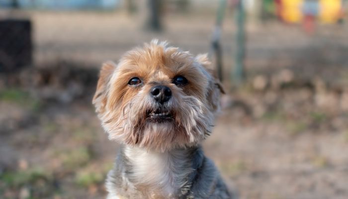 开挂辅助工具“哈狗游戏辅助软件”开挂(透视)辅助教程