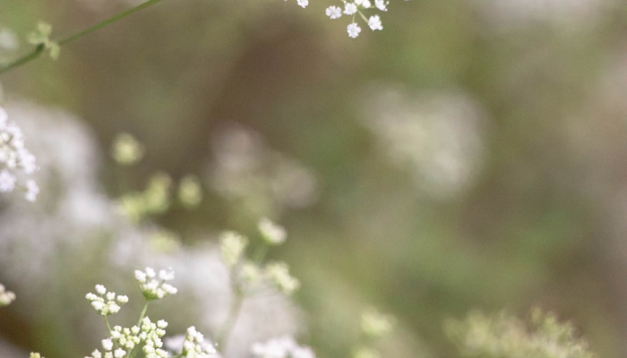 限时分享“天胡荽开挂透视”开挂详细教程 限时分享“天胡荽开挂透视”开挂详细教程