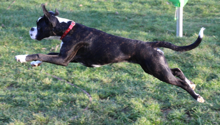 辅助神器“哈狗游戏十三道辅助”(详细透视教程)-知乎